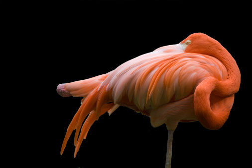 A close-up of a pink and white Flamingo on a black background with copy space.