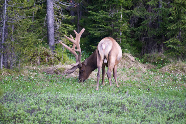 istock Bull Elk Northern Colorado forests 1163859701