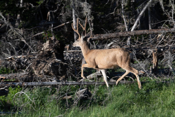 istock Deer Northern Colorado forests 1163859876