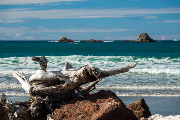 Romantic scene of a female awakening at first light of day draped across a huge piece of driftwood on  shore during incoming tide at Mackenzie Beach, Tofino, Vancouver Island, British Columbia, Canada