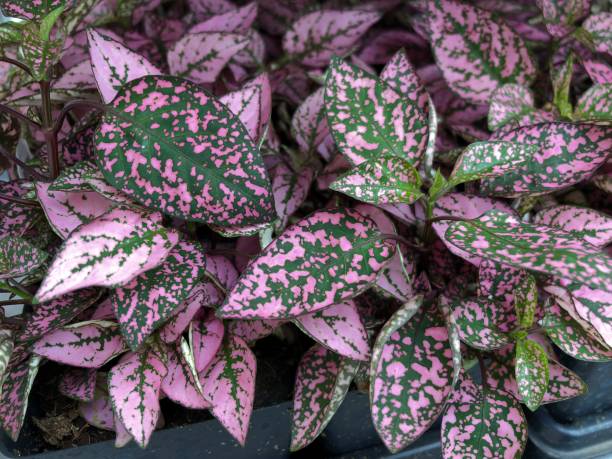 istock Pink and green elephant ears in a garden 1163860867