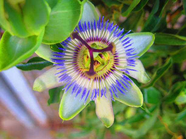 istock Closeup of single Passion Flower 1163861019