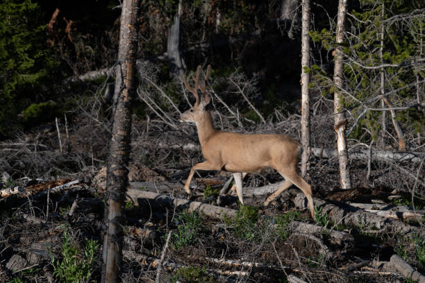 istock Deer Northern Colorado forests 1163861870