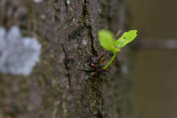 istock Focus on nature Flowers, leaves and stems 1163862682