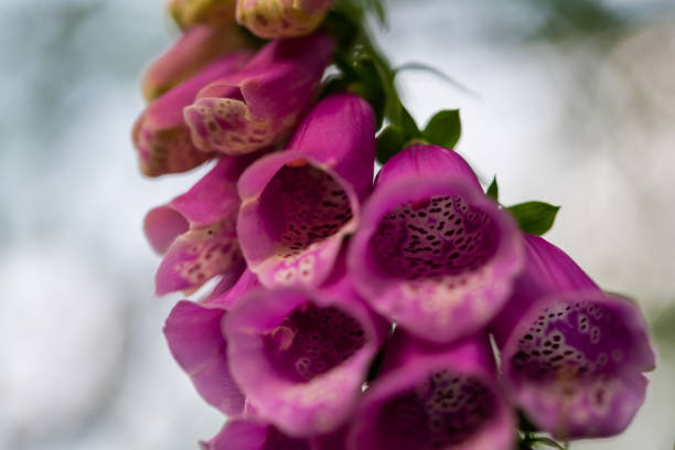 istock Focus on nature Flowers, leaves and stems 1163862710