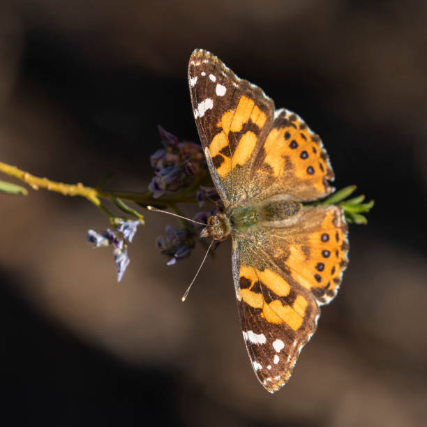 istock Australian Painted Lady Butterfly (Vanessa kershawi) 1163862902
