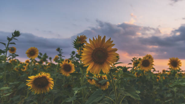istock Blooming sunflower field at sunset time 1163863161