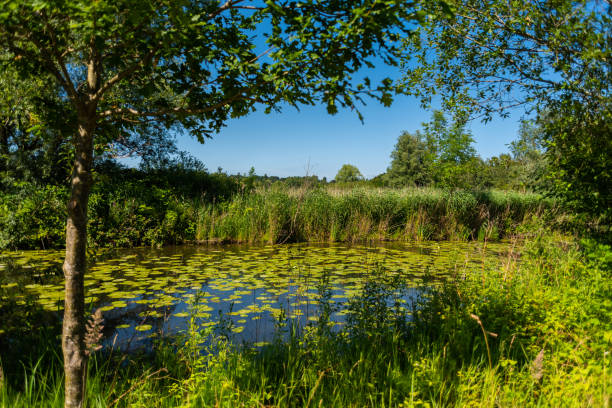 istock The water always finds its way through nature 1163863943