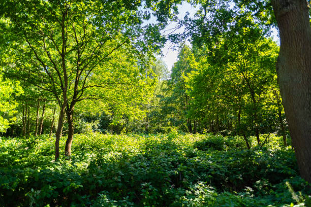 istock while hiking a wonderful view of nature 1163863948