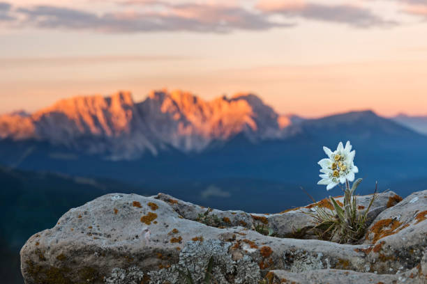 edelweiss (leontopodium nivale) con alpenglow en catinaccio, latemar mountain group - una sola flor fotografías e imágenes de stock