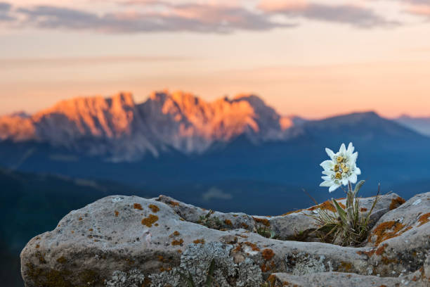 edelweiss (leontopodium nivale) avec alpenglow à catinaccio, latemar mountain group - alpine flower photos et images de collection