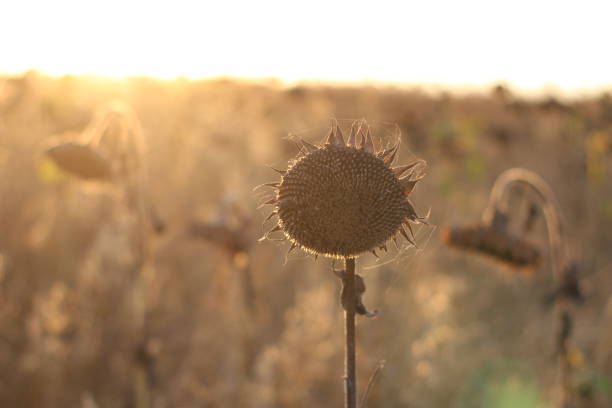 Dry sunflower in the field