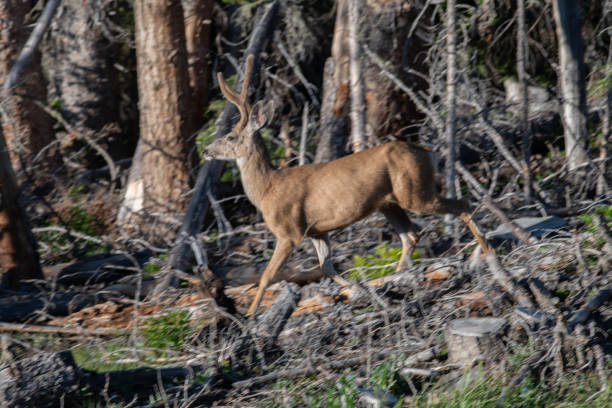 istock Deer Northern Colorado forests 1163865171