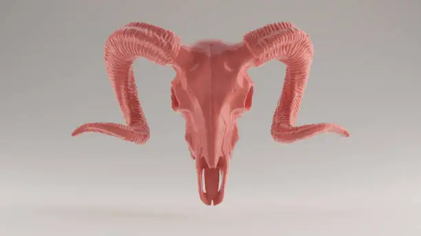 Photo of Pink Ram Skull Front View
