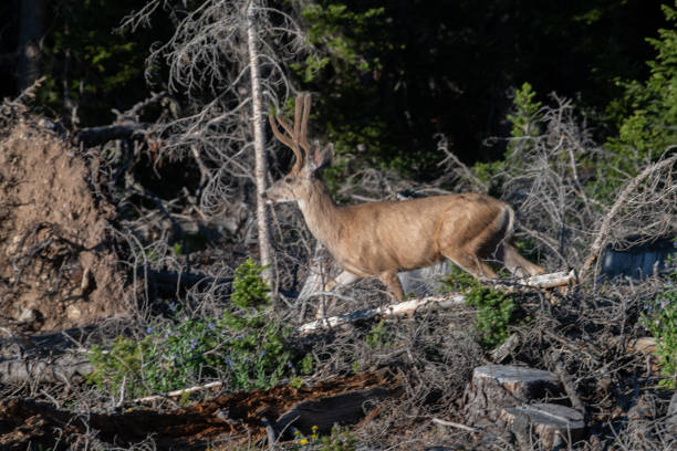 istock Deer Northern Colorado forests 1163866488