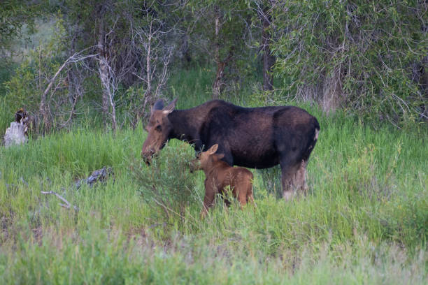 istock Mother moose and calf in Tetons 1163867477