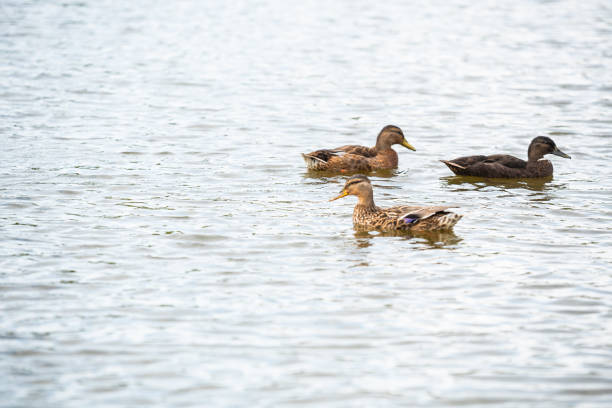 istock Duck family is swimming on a small pond 1163867516