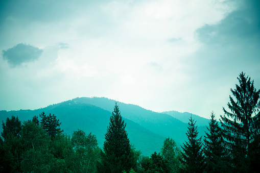 Misty mountains wallpaper, with tree tops in the foreground and hills in the background. Cold tones, green filter.