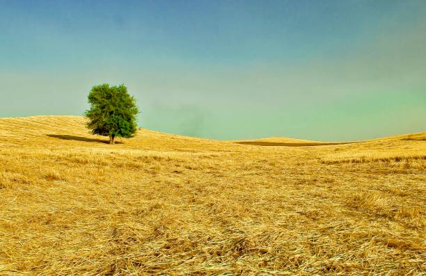 istock Lonely green tree on farming area 1163869035