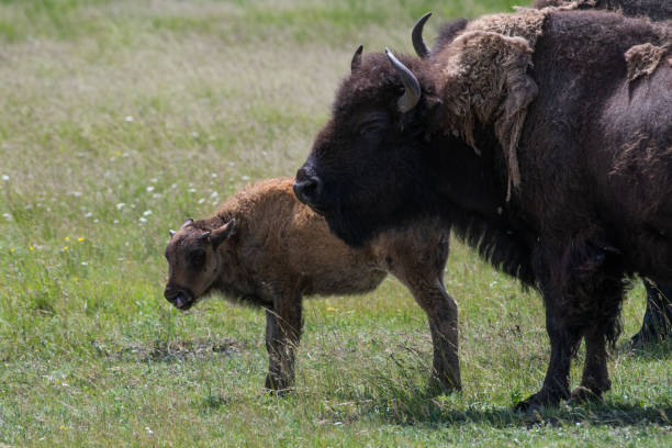 istock Bison (buffalo) with newborn calves 1163869597