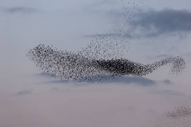 istock Flock of birds making a beautiful shape in the sky 1163871004