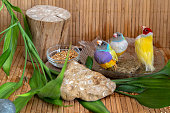 drei-verschiedenfarbige-gouldian-finches.jpg?b=1&s=170x170&k=20&c=dc1N2xHudqMuj-HxA7-XT1ZIlvQGpTPZ_81FPNMDVx8=