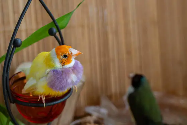 Perched on a swing. On the background of another - green with a blackhead.