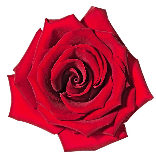 роза - single object flower single flower studio shot стоковые фото и изображения