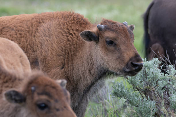 istock Bison (buffalo) with newborn calves 1163872637