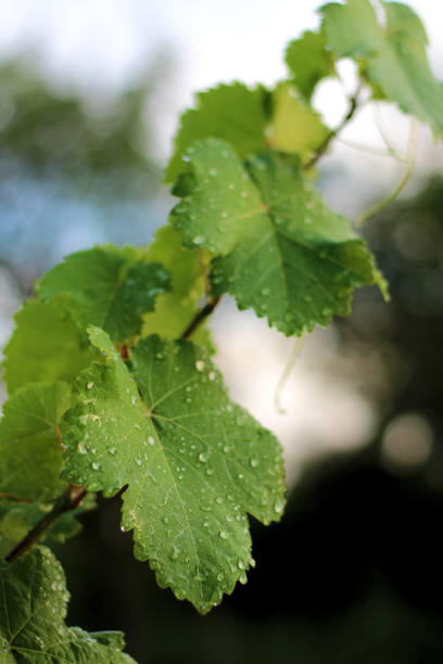 istock Vineyard after the rain. Close up grape leaves with water drops 1163872847