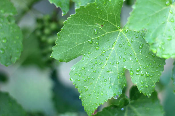 istock Vineyard after the rain. Close up grape leaves with water drops 1163872857