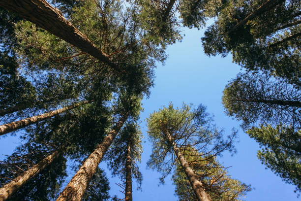 istock National park in California 1163873948