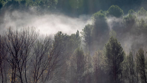 istock Fog between the forest at dawn with sunbeams. 1163876572