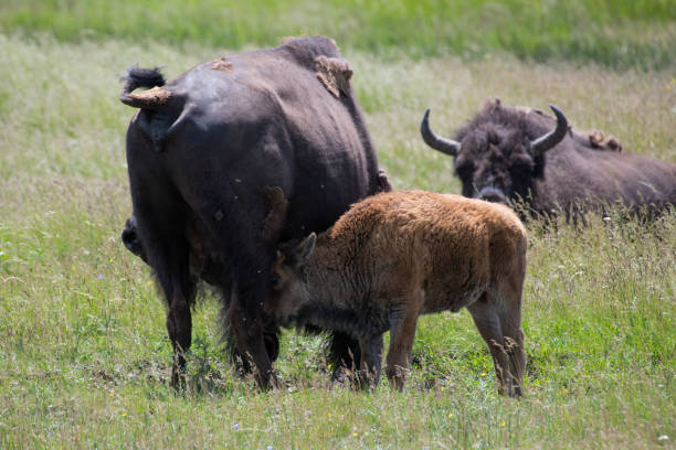istock Bison (buffalo) with newborn calves 1163876583