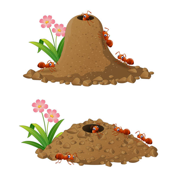 мультфильм муравьи колонии и муравейник - anthill stock illustrations