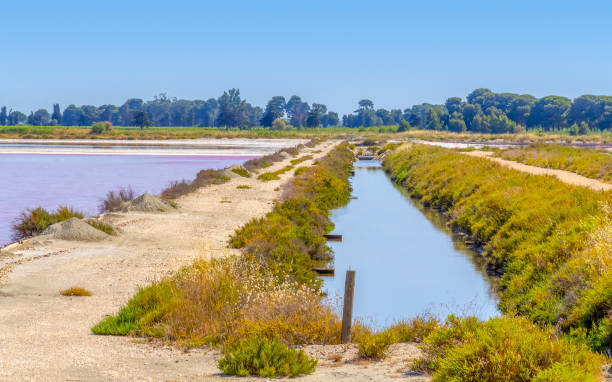 istock Saline in the Camargue 1163877347