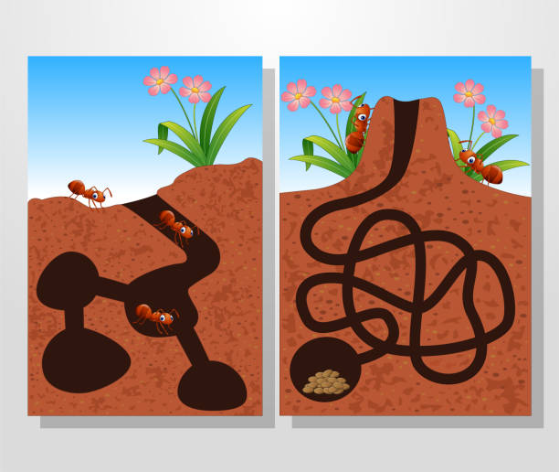 ilustrações de stock, clip art, desenhos animados e ícones de cartoon ants colony collections set - ant underground animal nest insect