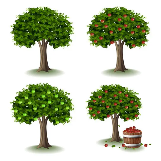 Vector illustration of Apple tree illustration collections set