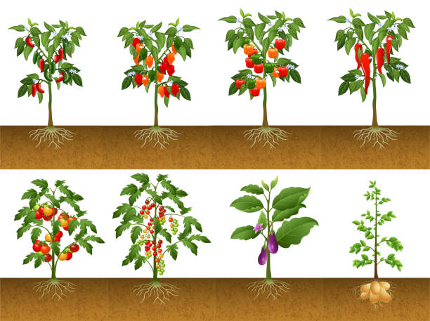 kuvapankkikuvitukset aiheesta kuva useista kasvikokoelmista - pepper plant