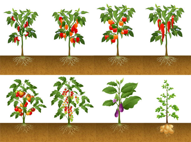 Illustration of several plant collections Illustration of several plant collections plant root growth cultivated stock illustrations