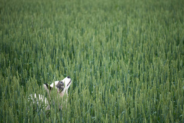 Yakutian laika hunting for birds in the wheat