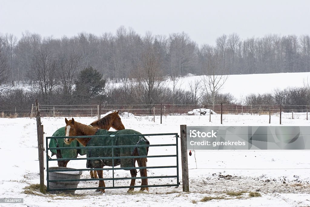 Dos caballos en un amargo nívea día frío - Foto de stock de Caballo - Familia del caballo libre de derechos