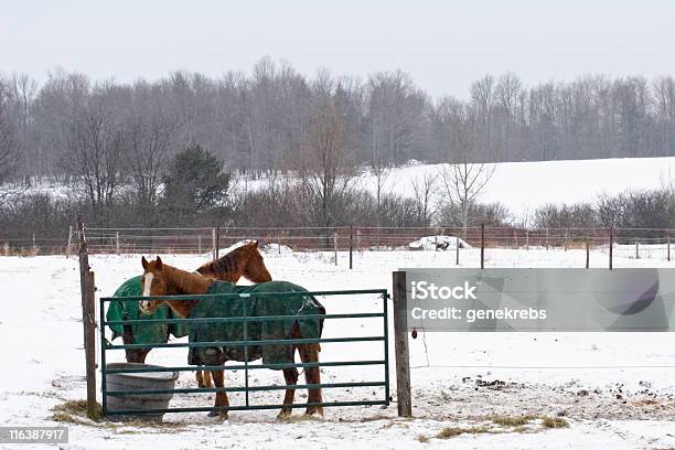 Dos Caballos En Un Amargo Nívea Día Frío Foto de stock y más banco de imágenes de Caballo - Familia del caballo - Caballo - Familia del caballo, Manta - Ropa de cama, Nieve