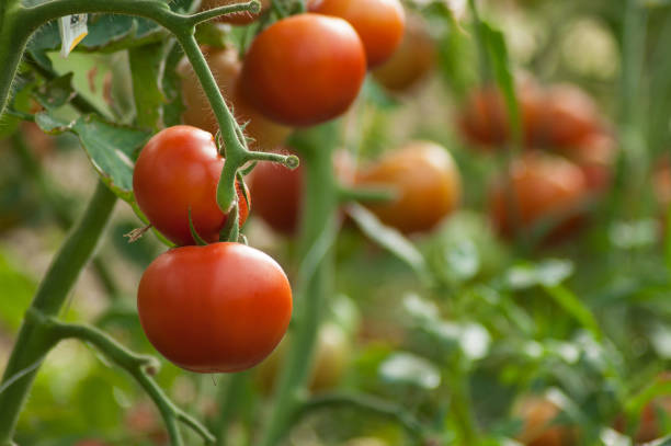 istock organic tomatoes in a vegetable garden 1163881052
