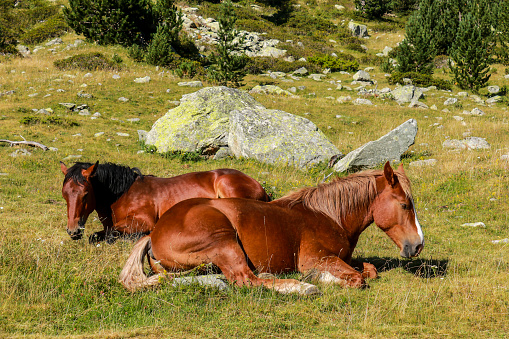 Horses in freedom, national park of Aigüestortes i Estany de Sant Maurici, Lérida, Catalonia, Spain.