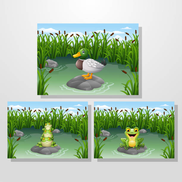 cartoon frosch und ente im teich - frog jumping pond water lily stock-grafiken, -clipart, -cartoons und -symbole