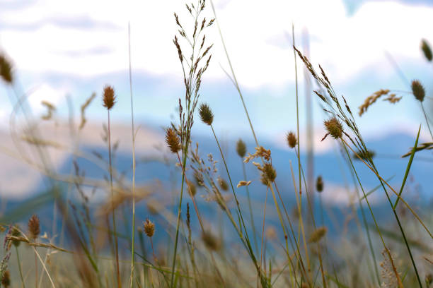 Grass in \