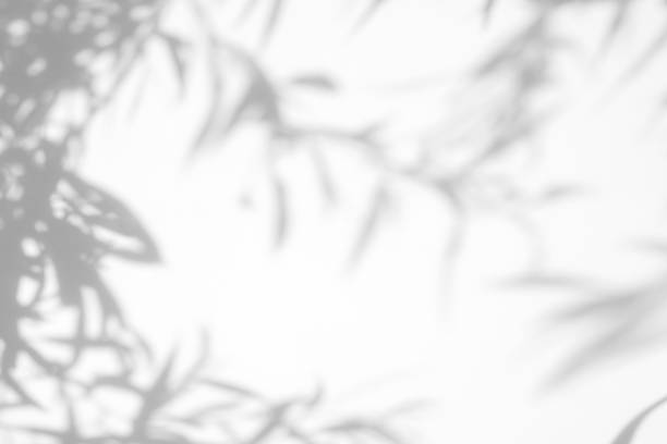 istock Gray shadow of the leaves on a white wall 1163886311