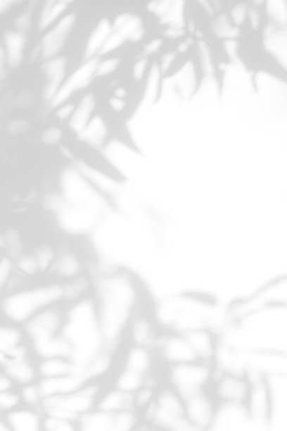 istock Gray shadow of the leaves on a white wall 1163886314