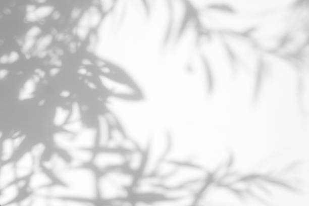 istock Gray shadow of the leaves on a white wall 1163886964